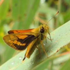 Ocybadistes walkeri at Kambah, ACT - 24 Feb 2022