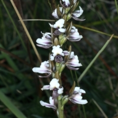 Prasophyllum alpestre (Mauve leek orchid) at Geehi, NSW - 22 Feb 2022 by jb2602