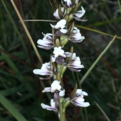 Paraprasophyllum alpestre (Mauve leek orchid) at Geehi, NSW - 22 Feb 2022 by jb2602