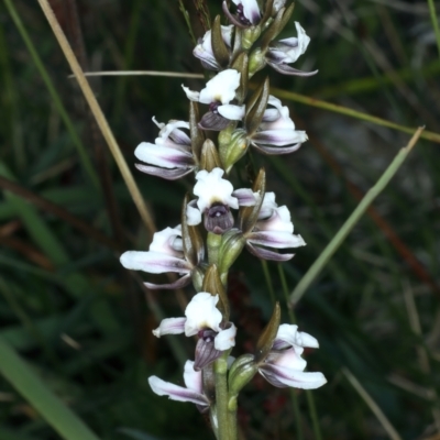 Prasophyllum alpestre (Mauve leek orchid) at Geehi, NSW - 22 Feb 2022 by jb2602