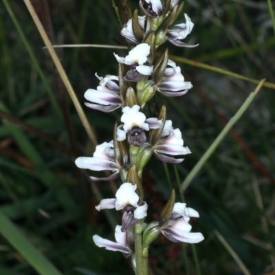 Paraprasophyllum alpestre (Mauve leek orchid) at Geehi, NSW - 22 Feb 2022 by jb2602