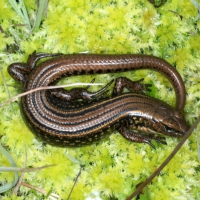 Eulamprus kosciuskoi (Alpine Water Skink) at Geehi, NSW - 22 Feb 2022 by jb2602