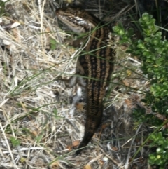 Liopholis guthega (Snowy Mountains Skink) at Geehi, NSW - 21 Feb 2022 by jb2602