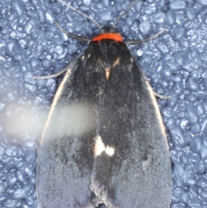 Castulo doubledayi at Kosciuszko National Park, NSW - 21 Feb 2022