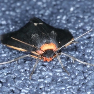 Castulo doubledayi at Kosciuszko National Park, NSW - 21 Feb 2022