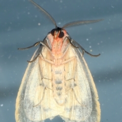 Castulo doubledayi at Kosciuszko National Park, NSW - 21 Feb 2022