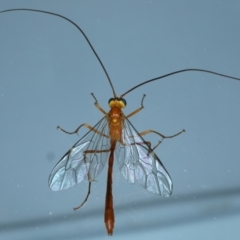 Leptophion yampus (An Ophioninae parasitic wasp) at Kosciuszko National Park - 22 Feb 2022 by jb2602