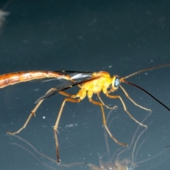 Leptophion yampus at Kosciuszko National Park, NSW - 22 Feb 2022 09:18 PM