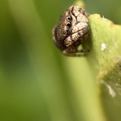 Simaethula sp. (genus) (A jumping spider) at Jerrabomberra, NSW - 24 Feb 2022 by Steve_Bok