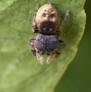 Simaethula sp. (genus) at Jerrabomberra, NSW - 24 Feb 2022