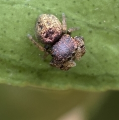 Simaethula sp. (genus) at Jerrabomberra, NSW - 24 Feb 2022