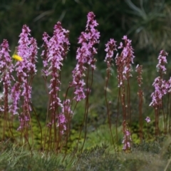 Stylidium montanum (Alpine Triggerplant) at Geehi, NSW - 22 Feb 2022 by jb2602