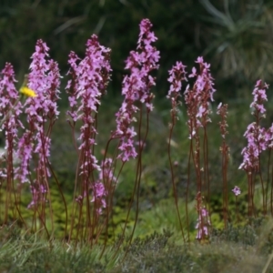 Stylidium montanum at Geehi, NSW - 22 Feb 2022