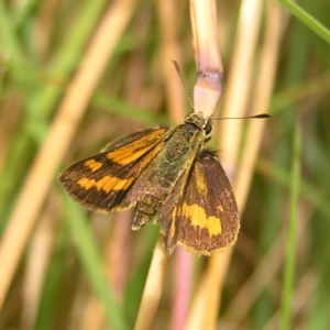 Ocybadistes walkeri at Kambah, ACT - 24 Feb 2022 02:35 PM