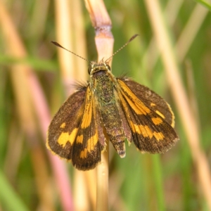 Ocybadistes walkeri at Kambah, ACT - 24 Feb 2022 02:35 PM