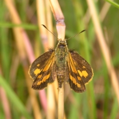 Ocybadistes walkeri at Kambah, ACT - 24 Feb 2022 02:35 PM