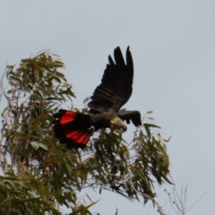 Calyptorhynchus lathami (Glossy Black-Cockatoo) at Mount Majura - 22 Feb 2022 by RAllen