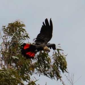 Calyptorhynchus lathami lathami at Watson, ACT - suppressed