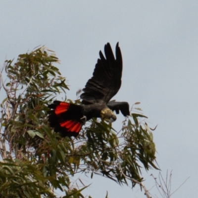 Calyptorhynchus lathami lathami (Glossy Black-Cockatoo) at Watson, ACT - 23 Feb 2022 by RAllen