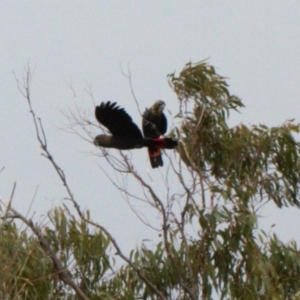 Calyptorhynchus lathami lathami at Watson, ACT - suppressed