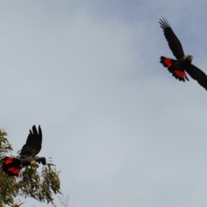 Calyptorhynchus lathami lathami at Watson, ACT - suppressed