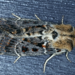 Proteuxoa sanguinipuncta at Kosciuszko National Park, NSW - 21 Feb 2022 10:32 PM