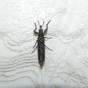 Rhinotia sp. (genus) at McKellar, ACT - 21 Feb 2022