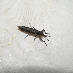 Rhinotia sp. (genus) at McKellar, ACT - 21 Feb 2022