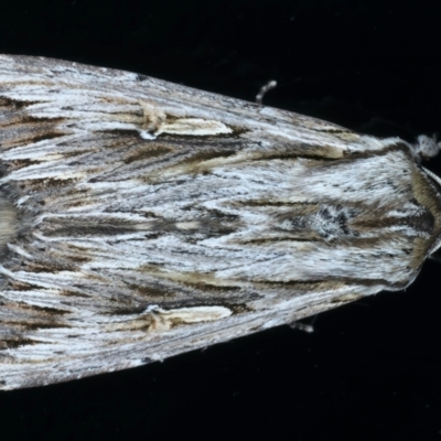 Persectania ewingii (Southern Armyworm) at Kosciuszko National Park, NSW - 21 Feb 2022 by jb2602