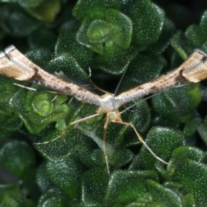 Sinpunctiptilia emissalis at Kosciuszko National Park, NSW - 22 Feb 2022