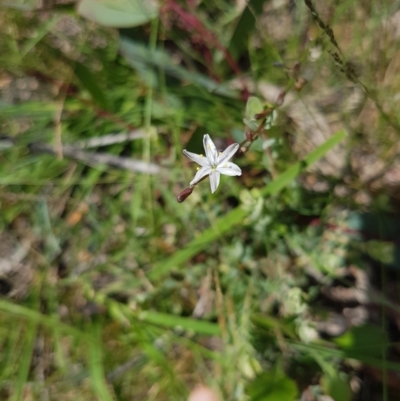 Caesia parviflora (Pale Grass-lily) at Mongarlowe River - 16 Jan 2022 by MelitaMilner