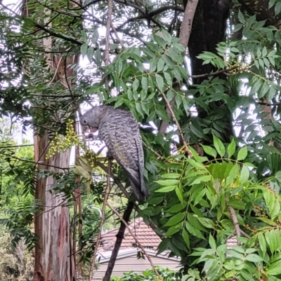 Callocephalon fimbriatum (Gang-gang Cockatoo) at Watson, ACT - 29 Jan 2022 by GangGangGal