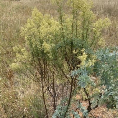 Cassinia quinquefaria (Rosemary Cassinia) at Curtin, ACT - 24 Feb 2022 by RAllen