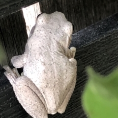 Litoria peronii (Peron's Tree Frog, Emerald Spotted Tree Frog) at Forde, ACT - 23 Feb 2022 by JennieJohnson