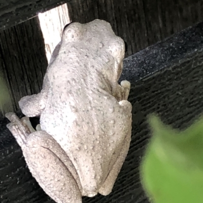 Litoria peronii (Peron's Tree Frog, Emerald Spotted Tree Frog) at Forde, ACT - 23 Feb 2022 by JennieJohnson