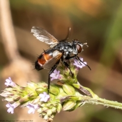 Cylindromyia sp. (genus) (Bristle fly) at Red Hill, ACT - 24 Feb 2022 by Roger