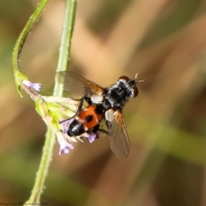 Cylindromyia sp. (genus) at Red Hill, ACT - 24 Feb 2022