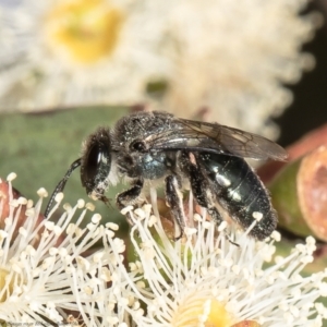 Leioproctus sp. (genus) at Red Hill, ACT - 24 Feb 2022 02:40 PM