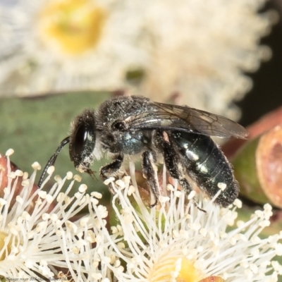 Leioproctus sp. (genus) (Plaster bee) at Red Hill, ACT - 24 Feb 2022 by Roger