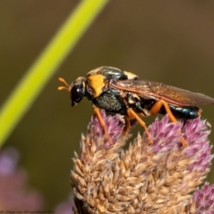 Perga sp. (genus) (Sawfly or Spitfire) at Uriarra Recreation Reserve - 24 Feb 2022 by Roger
