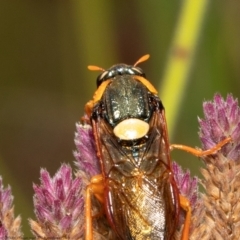 Perga sp. (genus) at Stromlo, ACT - 24 Feb 2022