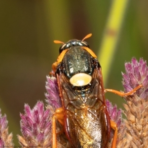 Perga sp. (genus) at Stromlo, ACT - 24 Feb 2022