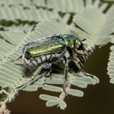 Diphucephala sp. (genus) (Green Scarab Beetle) at Stromlo, ACT - 24 Feb 2022 by Roger