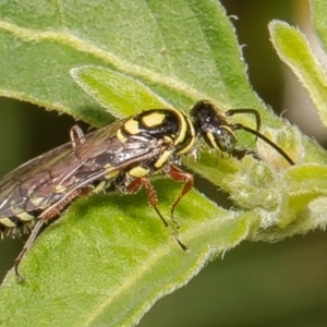 Agriomyia sp. (genus) at Stromlo, ACT - 24 Feb 2022