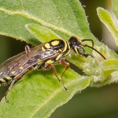 Agriomyia sp. (genus) (Yellow flower wasp) at Stony Creek - 24 Feb 2022 by Roger