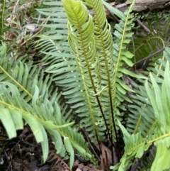 Blechnum nudum (Fishbone Water Fern) at Lower Cotter Catchment - 24 Feb 2022 by JaneR