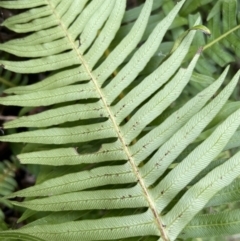 Blechnum nudum at Coree, ACT - 24 Feb 2022