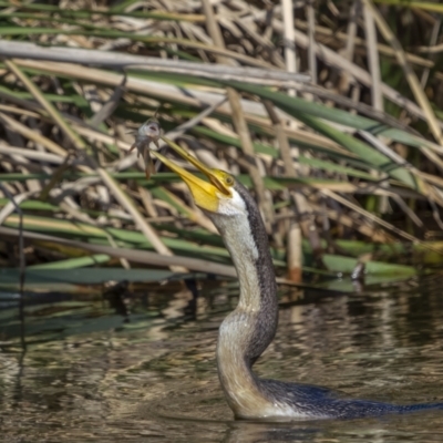 Anhinga novaehollandiae (Australasian Darter) at Fyshwick, ACT - 15 Feb 2022 by trevsci