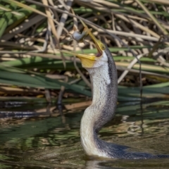 Anhinga novaehollandiae at Fyshwick, ACT - 16 Feb 2022 09:41 AM