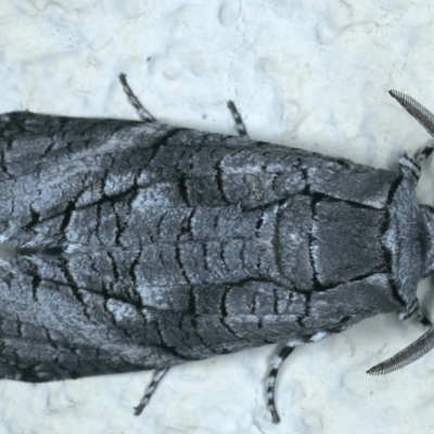 Culama australis (A Wood moth (Cossidae)) at Ainslie, ACT - 22 Feb 2022 by jb2602